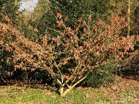 Hamamelis Sister Jelena 2015 02 07 3132